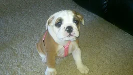 star pup.webp