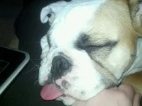 star pup2.webp