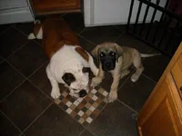 DozerandTinkerpuppy.webp DozerandTinkerpuppy.webp