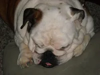 Dozer.webp