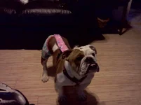 Chica 10-23-11   2.webp