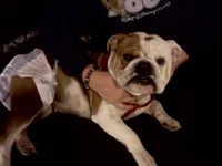 Chica 11-19-11.webp