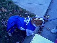 Chica Trick-or-Treating 10-31-11.webp