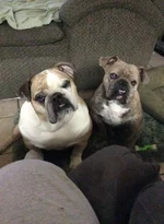 10169295_884369334906981_2064735823480718353_n.webp
