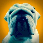 Sammy.webp