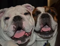 mybabies.webp