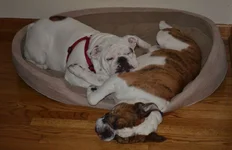 sleeping.webp
