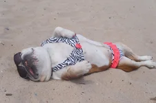 Brandi_bathing.webp