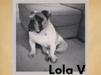 Lola V - St. Louis.jpg