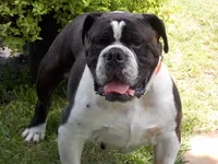 Big Sally - Lonestar.webp