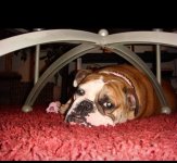Abby - Long Island.jpg Abby - Long Island.jpg