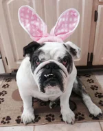 Darla - longisland.webp
