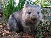 wombat.png