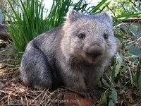 wombat.webp