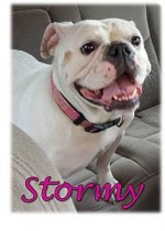 Stormy1.jpg Stormy1.jpg