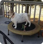 Mugsy.webp Mugsy.webp