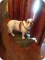 Mugsy1.jpg Mugsy1.jpg
