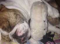 Nigel cozy with Snoopy.webp