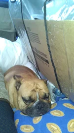 IMAG1550.webp