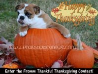 ThankfulThanksgiving.jpg