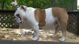Colossus 10 24 14.webp Colossus 10 24 14.webp