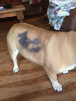 Alopecia 1.jpg Alopecia 1.jpg