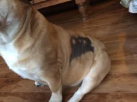 alopecia 2.jpg alopecia 2.jpg