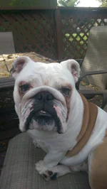 Colossus BBQ 10 24 14.webp Colossus BBQ 10 24 14.webp