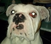 bocephus cherry eye.jpg bocephus cherry eye.jpg