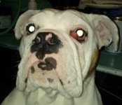 bocephus cherry eye.jpg