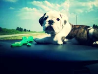 ridingonthedash.webp