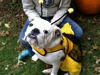Archiekillerbee.webp