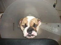 cone 001.webp
