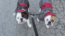 IMG_1939 (800x450).jpg IMG_1939 (800x450).jpg