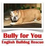 bully4you.webp