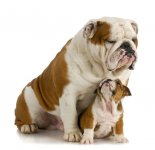 father-and-son-bulldog.jpg