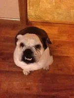 delilah.webp