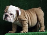 CgAAG1RfiJyEJFZaAAAAAPInkus550.jpg CgAAG1RfiJyEJFZaAAAAAPInkus550.jpg