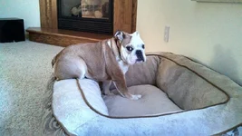LolaOnBed.webp