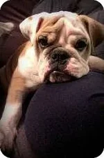 mabel.webp