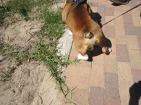 Woodgate April 6 2014 018.webp