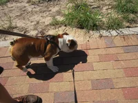 Woodgate April 6 2014 019.webp