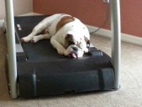 Ace on treadmill 2014.jpg