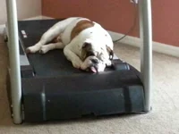 Ace on treadmill 2014.webp