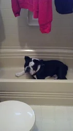 tub.webp