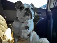 LolaSittingInBackSeat.webp