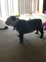 Ellie1.webp