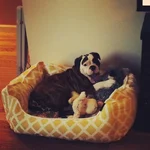 bed6.webp
