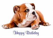 english_bulldog_HB.jpg