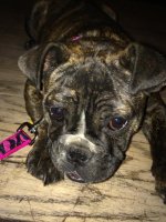 BulldogPuppy.jpg BulldogPuppy.jpg
